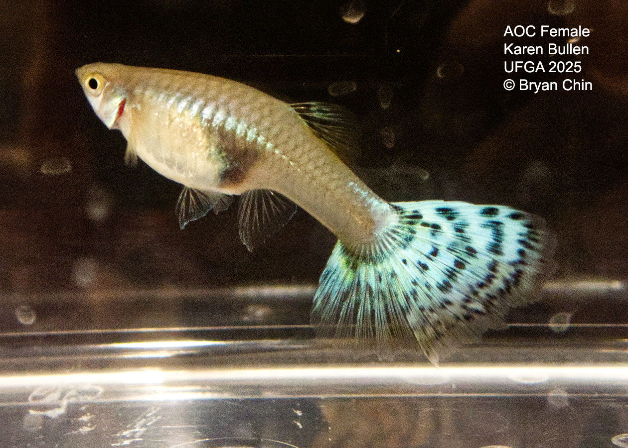 Guppy Female  Green Variegated